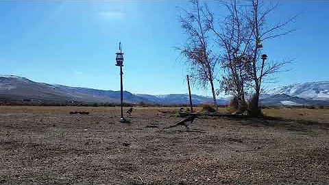 Quail Cam 11-14-2022 Part 1 incl. Magpie Surprise!
