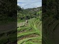 Bali rice terraces! 🌾🚁 #bali #travel #baliescape #balivlog #drone #vacation #indonesia