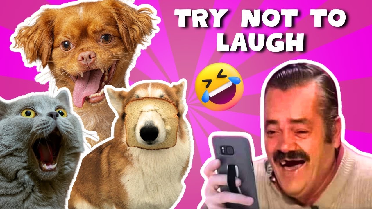 Try Not To Laugh Funniest Animals Ever 2023 😹🐶 YouTube