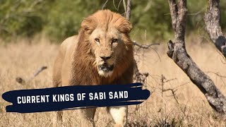 DARK MANE AND TALAMATIS ATTACK IMBALI MALE - SEPTEMBER 2022 - CURRENT RULERS OF SABI SANDS