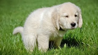 How To Potty Train A Puppy in 7 Easy Steps
