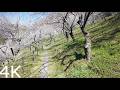 【4K】 Exploring the Plum Groves of Takao