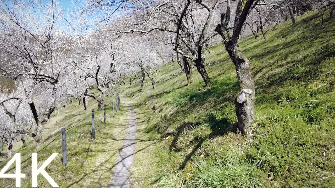 【4K】 Exploring the Plum Groves of Takao