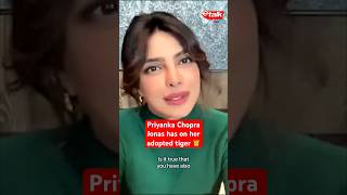 Priyanka Chopra Jonas has on her adopted tiger 🐯