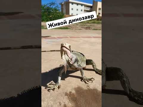 Маленький динозавр.