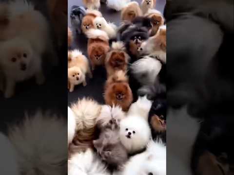 محدش يتحرك من مكانه يلا بينا حفله