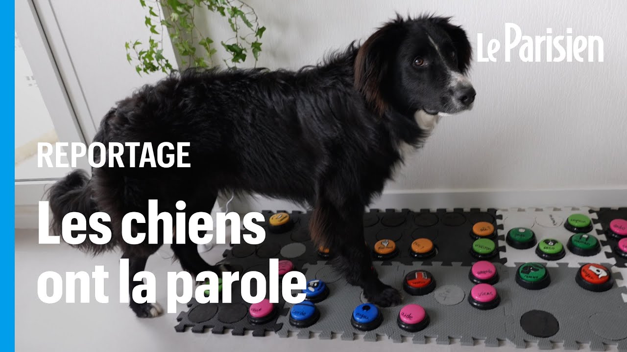 Bouton parlant de chien pour la communication, bouton d'enregistrement  vocal Buzzer de formation d'animal familier, boutons de chien - Temu France