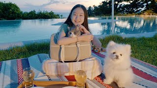 [Travel with cat and dog vlog] Is this heaven..??? by KiSH-Log 키쉬의 브이로그 78,124 views 1 year ago 16 minutes