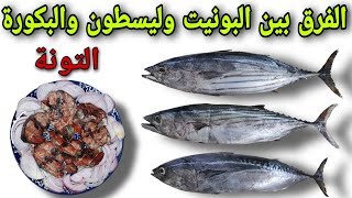 الفرق بين سمك البونيت وليسطاون والباكورة ( التونة ) La différence entre Bonite et Listao et Albacore