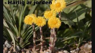 Härlig är jorden chords