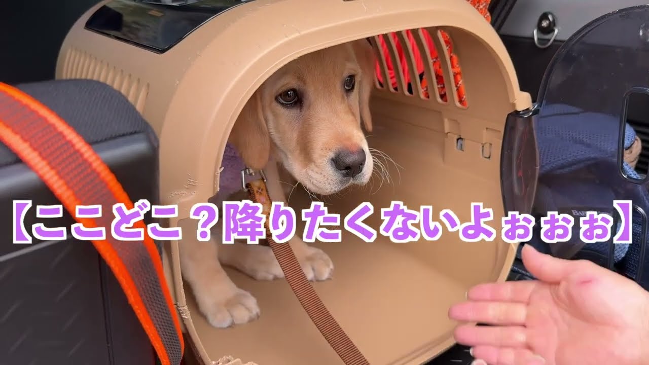 0才・黄ラブ初めてのドッグランでタジタジ