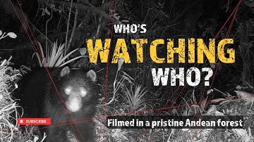 We left cameras in a pristine cloud forest — you won’t believe what they saw