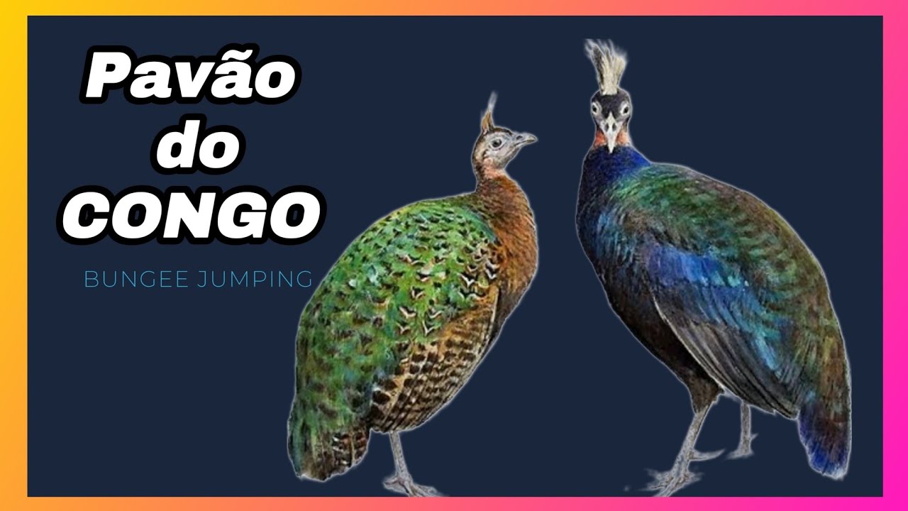 PAVÃO DO CONGO| A ÚNICA ESPÉCIE DE PAVÃO ENCONTRADA FORA DA ÁSIA