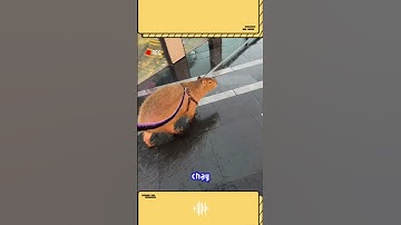 Dẫn Capybara đi dạo