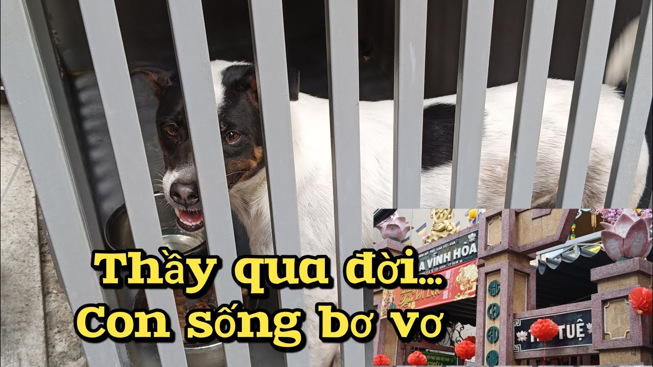Sư thầy qua đời - em chó bơ vơ