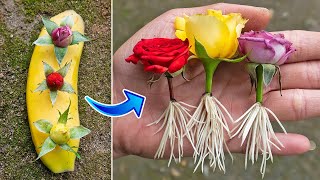 Try growing roses from flower buds | how to propagate roses with banana