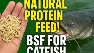 BSF MAGGOTS AS THE ALTERNATIVE PROTEIN FOR YOUR  CATFISH.