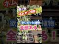 【ホムセン偵察】欲しかった植物、全部ある！ #観葉植物 #plants #shopping