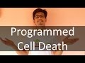 Programmed Cell Death (apoptosis)