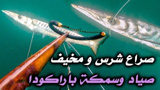 رحلة غطس 🤿 وصراع 😱 مع أشرس سمكة 🐟 البراكودا  Barracuda