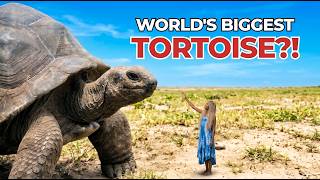 I Found GIANT Tortoises on Zanzibar's Prison Island! 🐢🇹🇿 I Found GIANT Tortoises on Zanzibar's Prison Island! 🐢🇹🇿