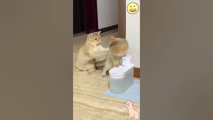 Video 11116761: funny animals funniest cats, animals funniest cats dogs