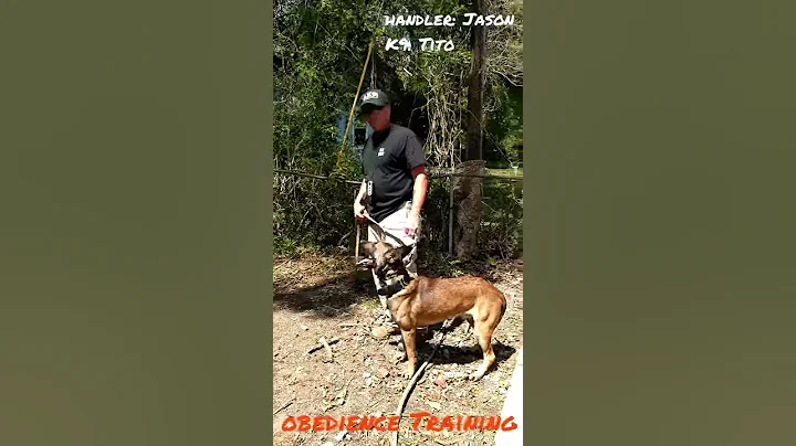 Covenant K-9 (Obedience Training)