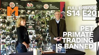 Pet Primate Trading is Now Illegal | Season 14 Episode 20 | Full Episode | Monkey Life