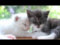 【猫】仔猫たちが戯れあってると思ったら突然眠りに落ちたり...