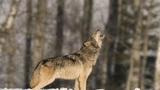 Awesome Wolf Howling Compilation 1080p