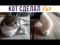 Кот сделал Ъ, распространите!))) Приколы с котами | Мемозг 673