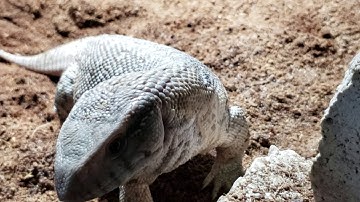 Feeding and Taming Savannah Monitor!!! Trust Bond!!!