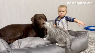 Adorable Baby Protects Giant Retriever from Tiny Kitten!Sweet Moment!