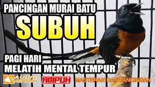 SUARA MURAI BATU PANCINGAN SUBUH | MELATIH MENTAL FIGHTER DIPAGI HARI | murai batu