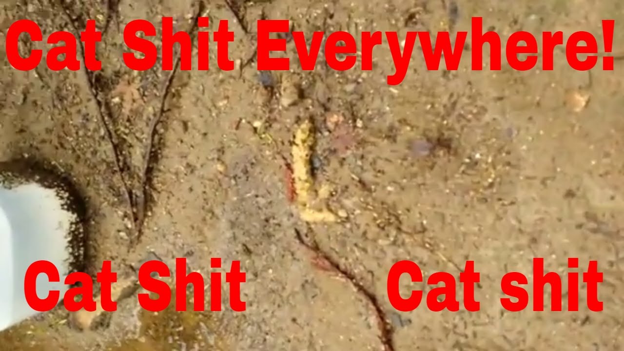 Neighbor keeping 25+ Feral cats in his Garage YouTube