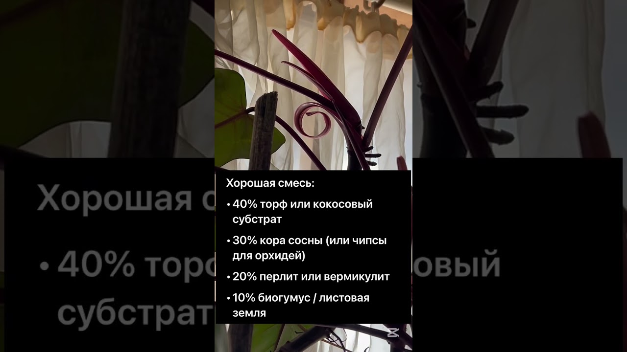 Филодендрон рэд! Важно знать об уходе за красавцем!