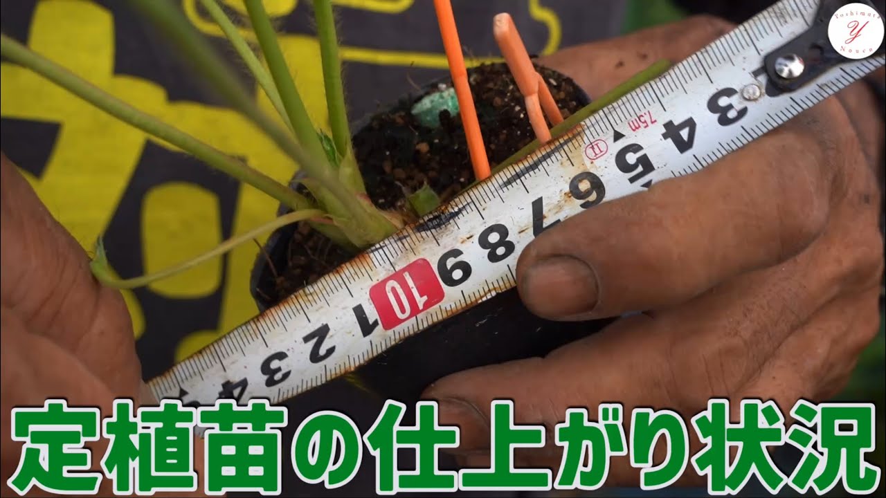 【いちご栽培】定植苗の仕上がり状況！