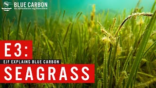 Blue carbon | How seagrass is our ocean's wonder plant and their role in fighting climate change