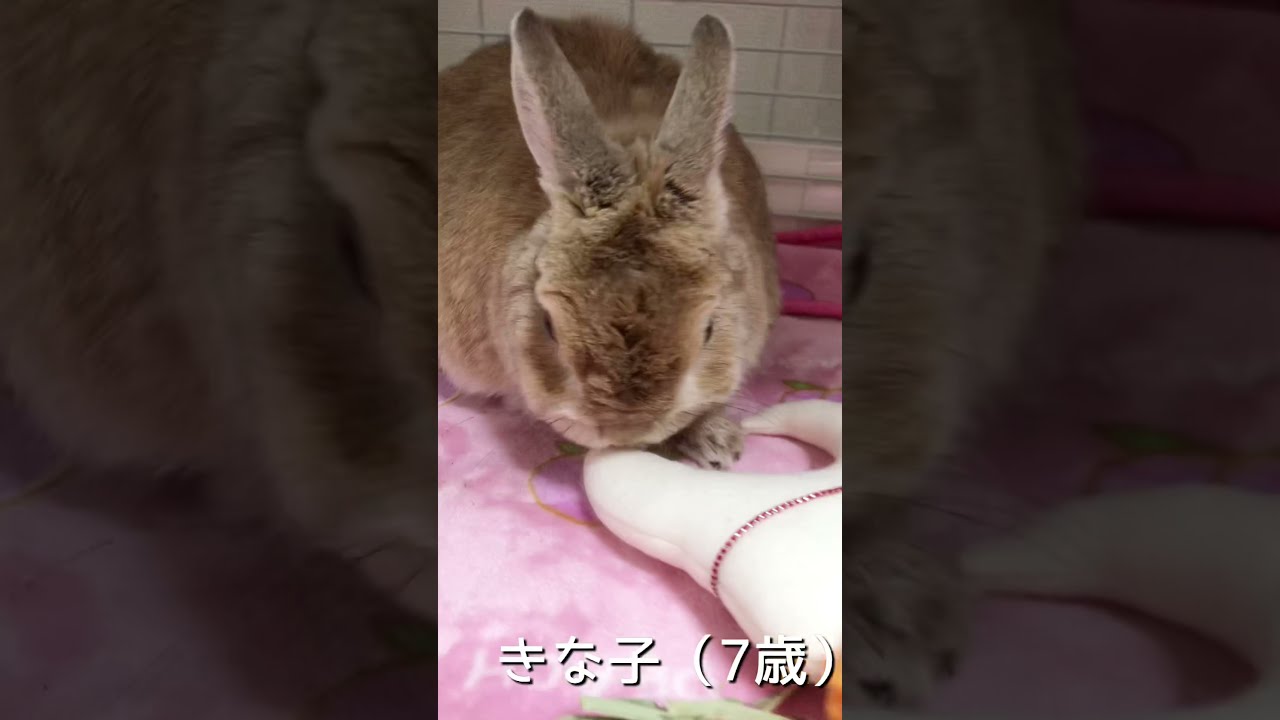 うさぎ3姉妹 - YouTube