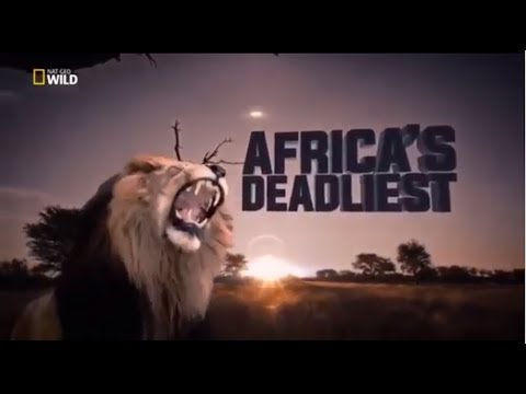 Afrika'nın Ölümcül Avcıları -  Büyük Kediler | Belgesel
