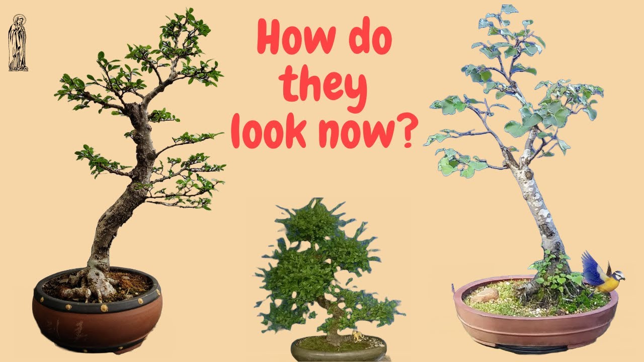 Updates on my dying bonsai is there a future? YouTube