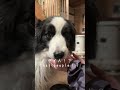 愛犬に肉球マッサージしたら予想外な事になった #大型犬のいる生活 #犬のいる生活 #ボーダーコリー #犬 #shorts #shortvideo #dog #dogshorts #dogs