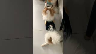   Below  feed shorts doglover puppy love pets cute bestfeed cutedogs