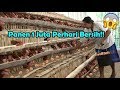 Ternak ayam petelur mudah  hasilnya wah nyata