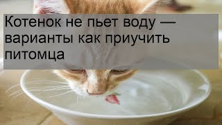 Котенок не пьет воду - варианты как приучить питомца