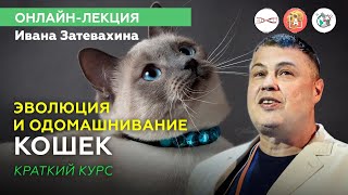 Как одомашнить котика? Онлайн-лекция Ивана Затевахина