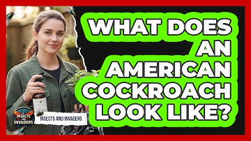 What Does An American Cockroach Look Like?