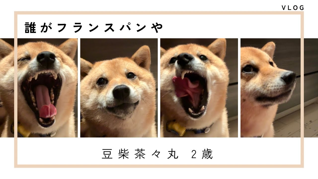 【豆柴 茶々丸 2歳】姉にウザ絡みされてうんざりの柴犬