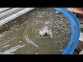 Large Trout Aquaponics Tank-Feeding Frenzy