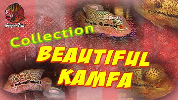 【 Saigon Fish 】Bán cá la hán, kamfa, king kamfa | Show Beautiful King Kamfa Collection